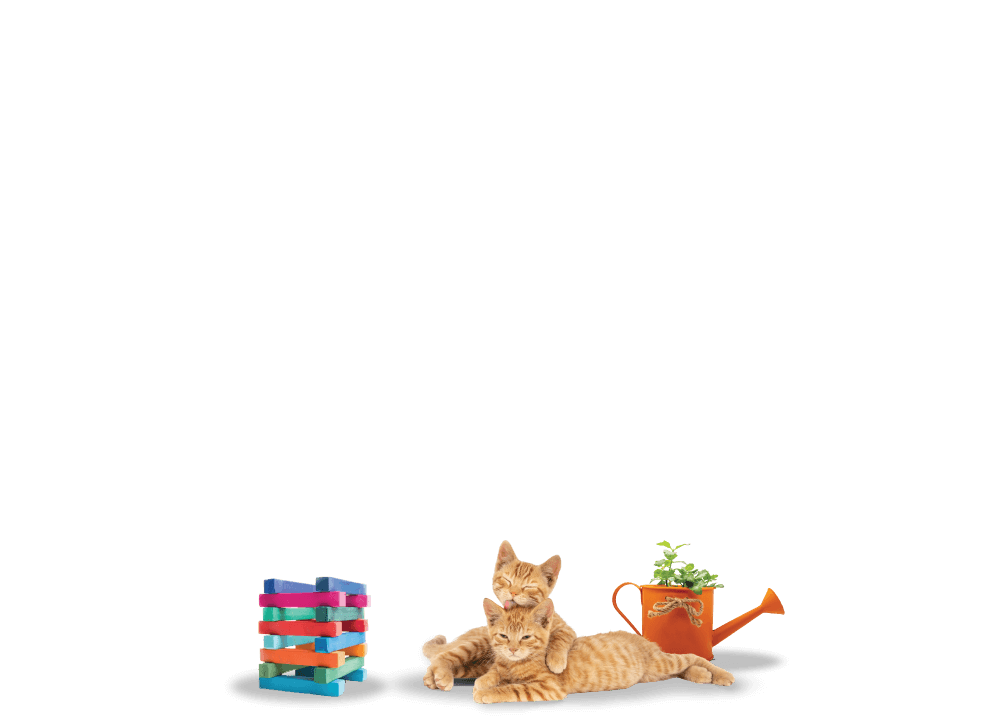 img-cat