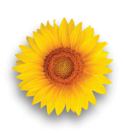 img-sunflower-1