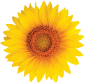 img-sunflower-2